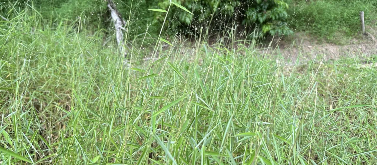 Panicum trichocladum