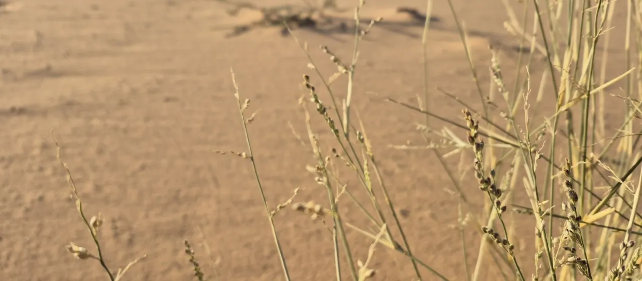 Desert panic grass
