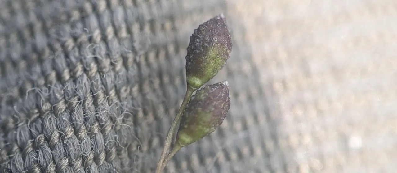 Warty panicgrass