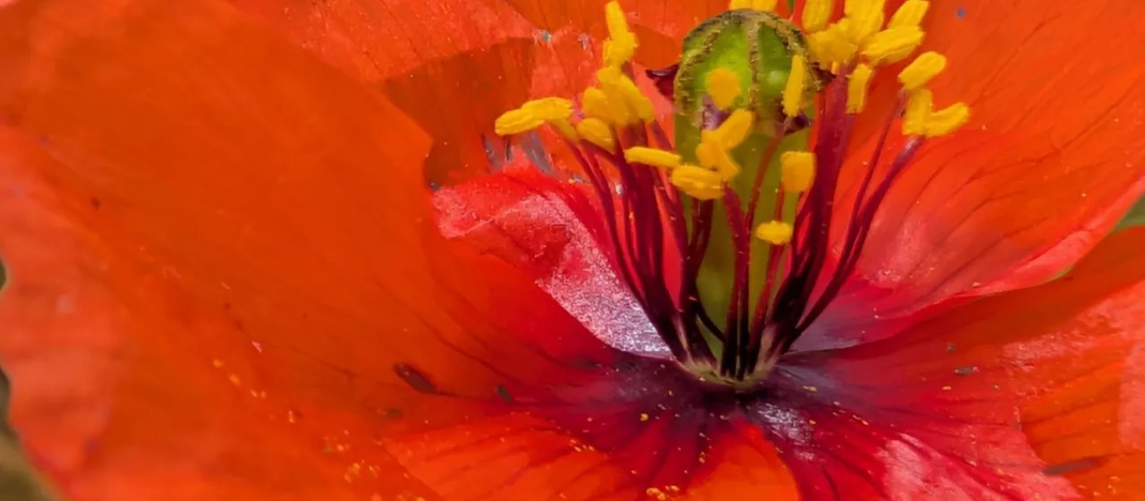 Feathered poppy