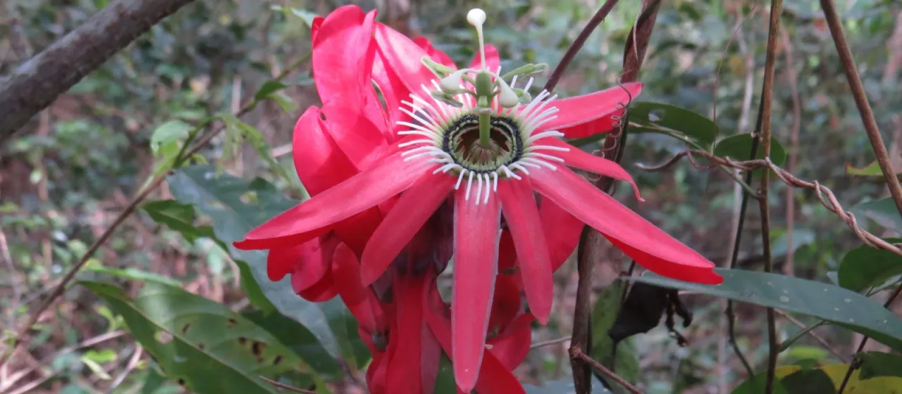Red passion flower