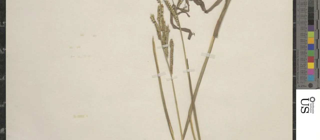 Paspalum dasypleurum