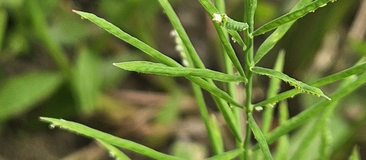 Water finger grass