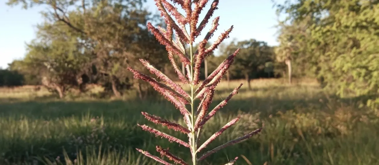 Paspalum intermedium