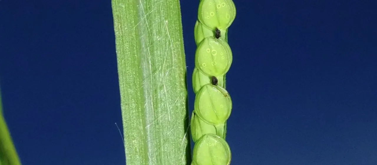 Longhair paspalum