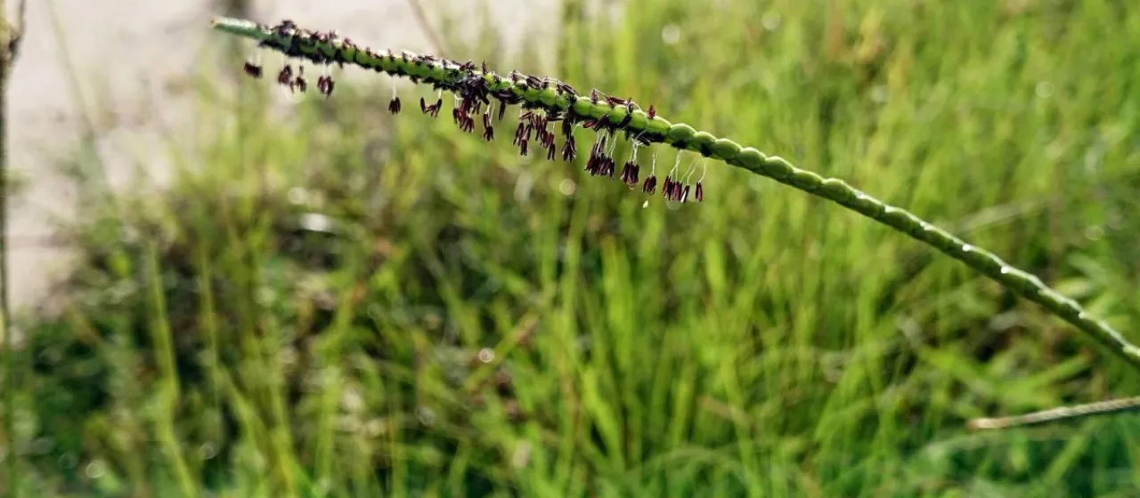 Paspalum saurae