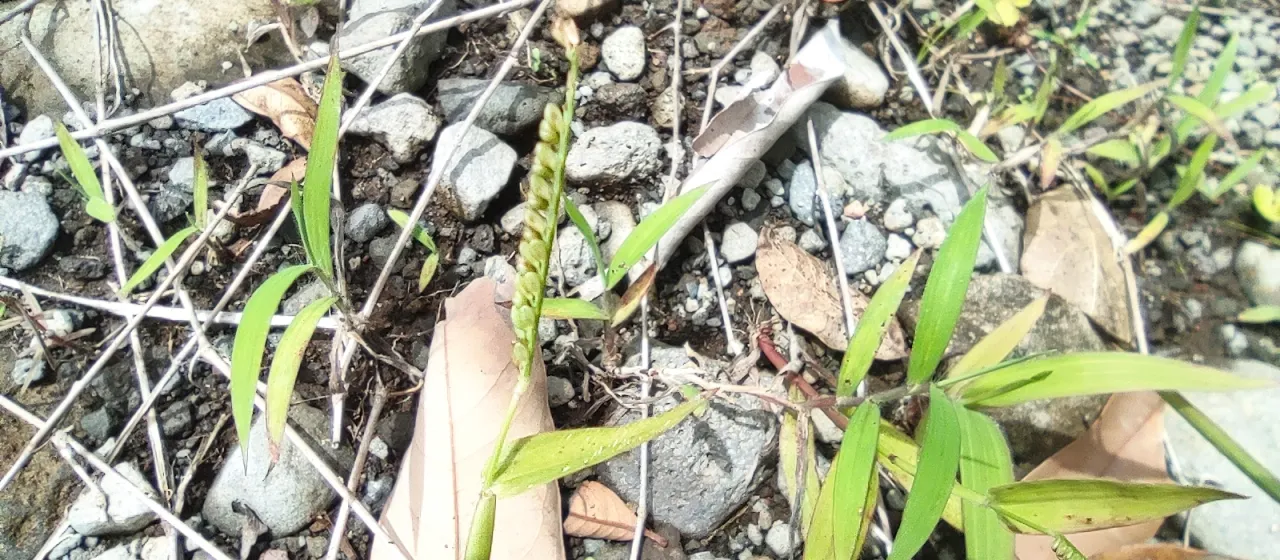 Paspalum nutans