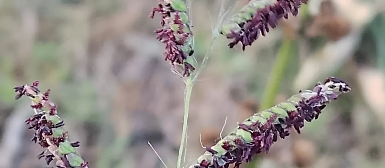 Paspalum proliferum