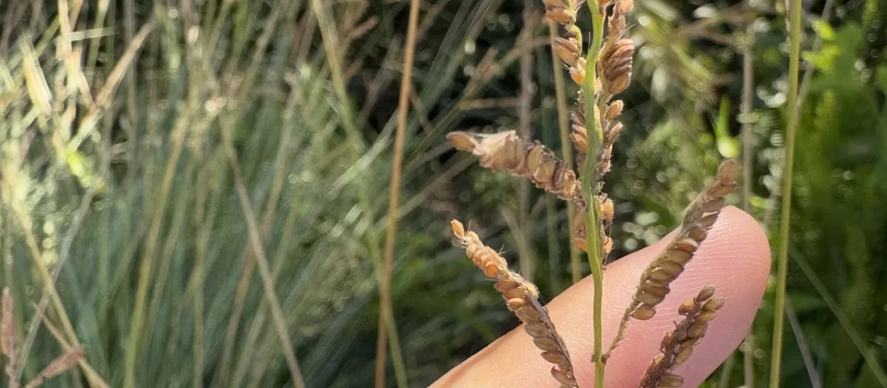 Paspalum quadrifarium