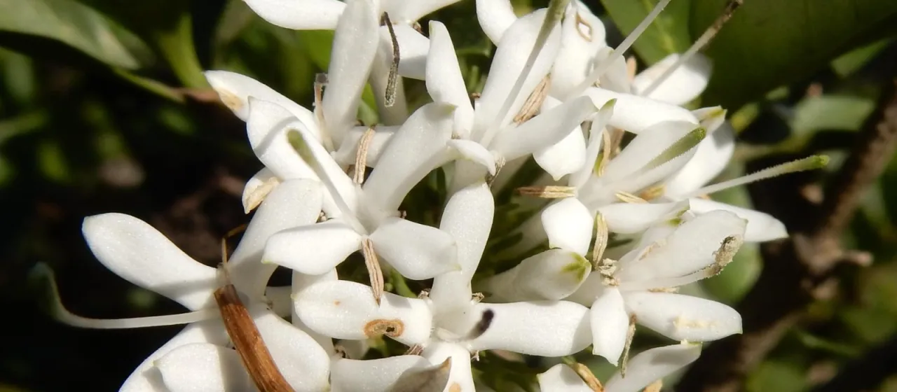 Cape wedding bush