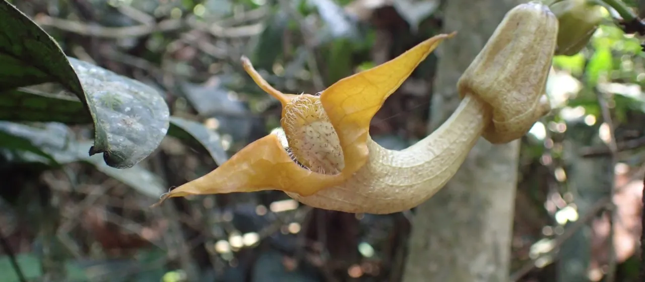 Pararistolochia triactina