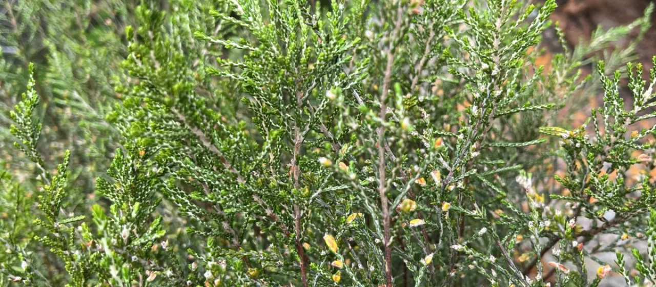 Mountain Passerina
