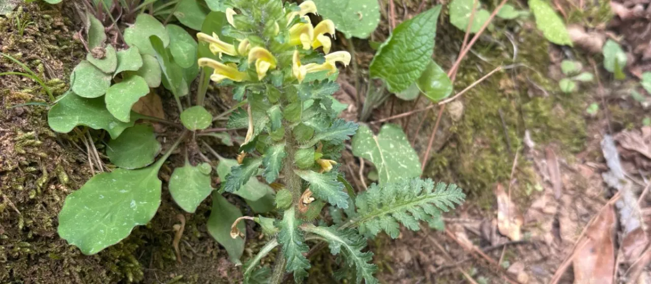 Canadian lousewort