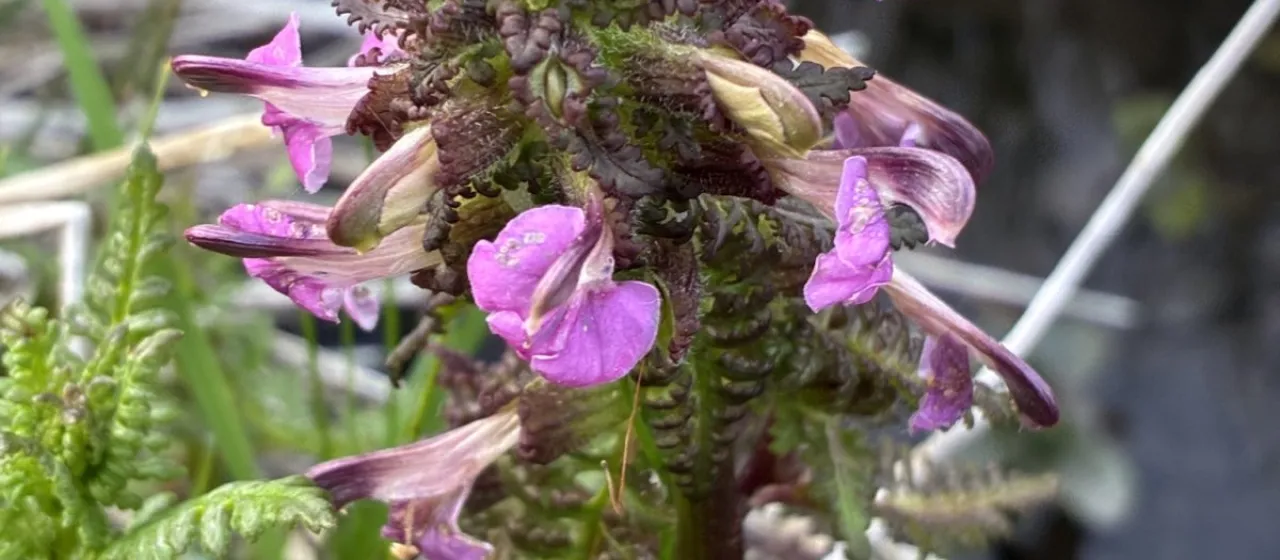 Marsh lousewort