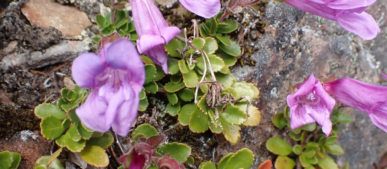 Davidson's penstemon
