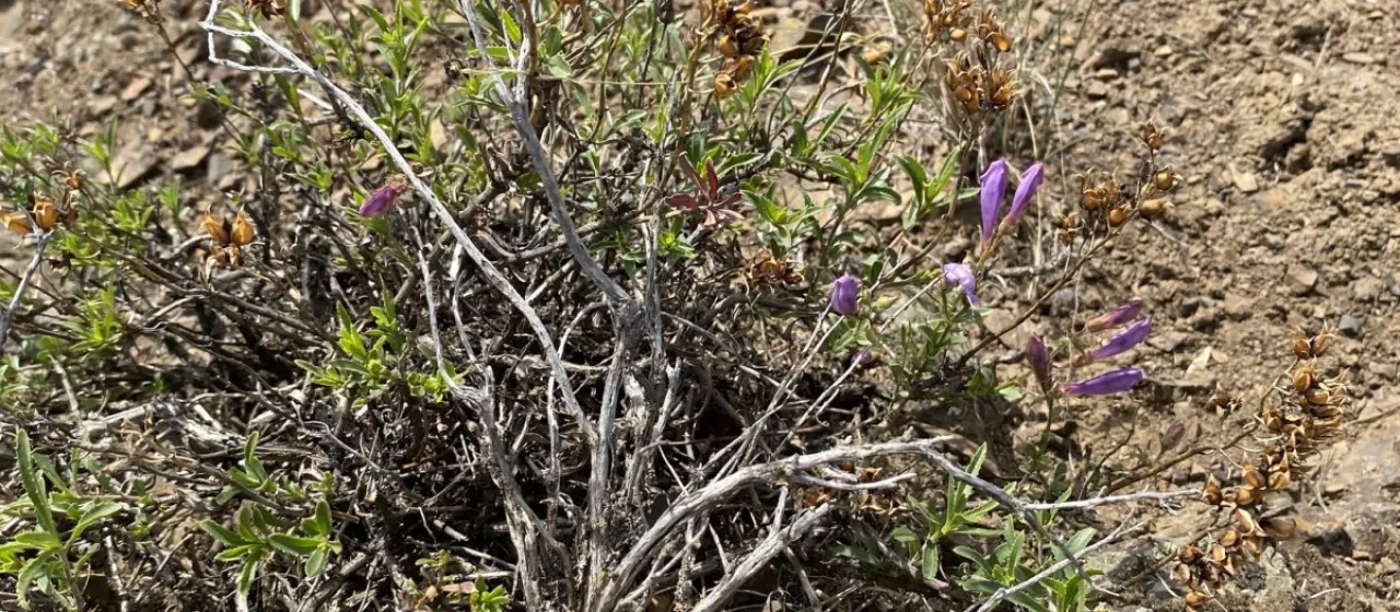 Shrubby penstemon