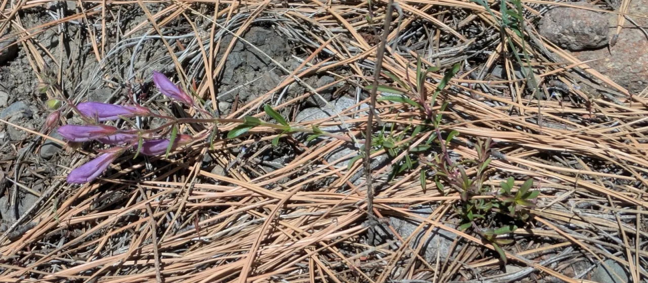 Scouler's penstemon