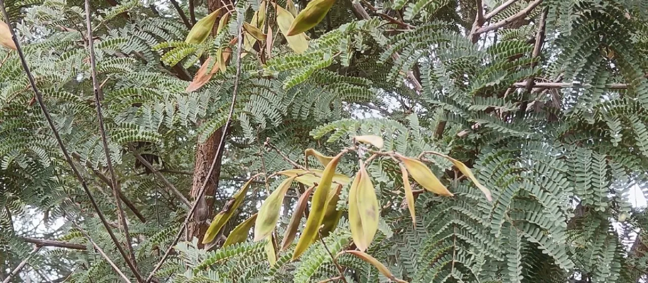 African wattle