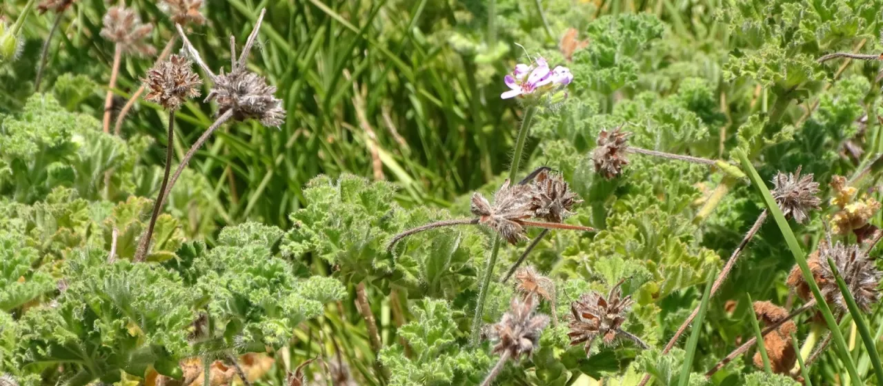 Rose-scented pelargonium