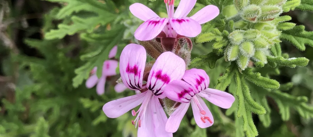Rose-scented pelargonium