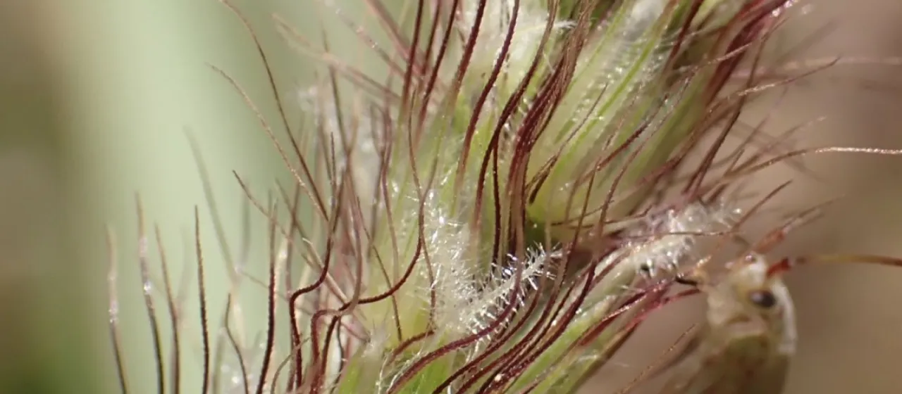 Pennisetum incomptum