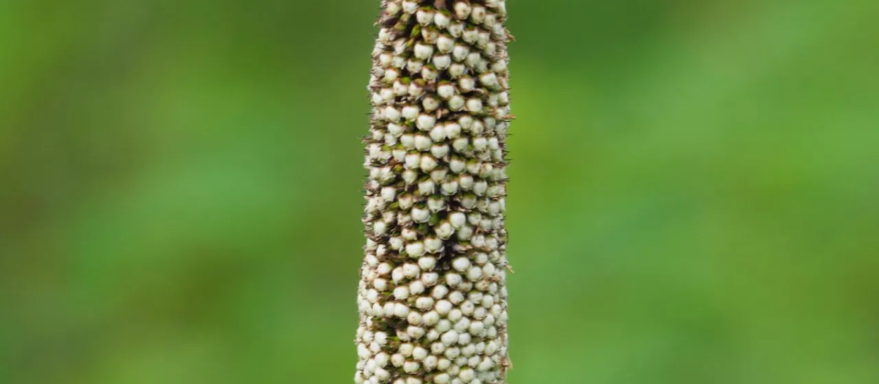 Pennisetum leonis