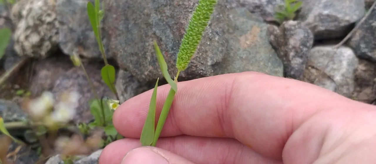 Paniculate timothy