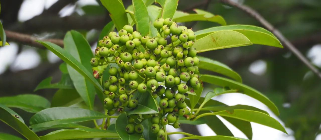 Photinia davidsoniae