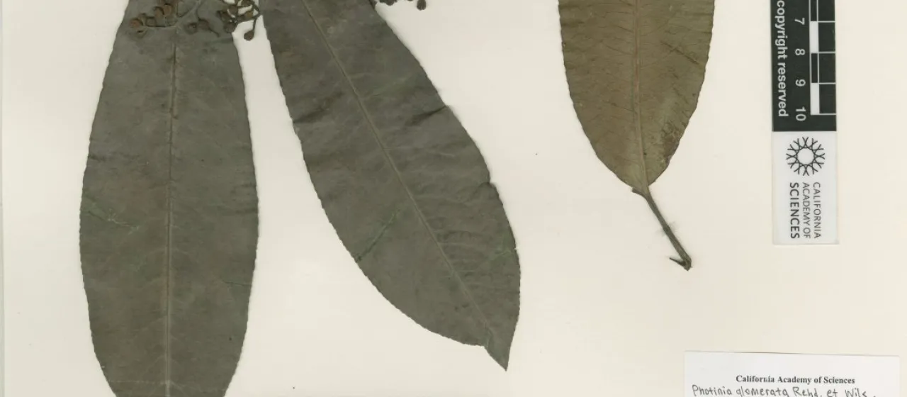 Photinia glomerata