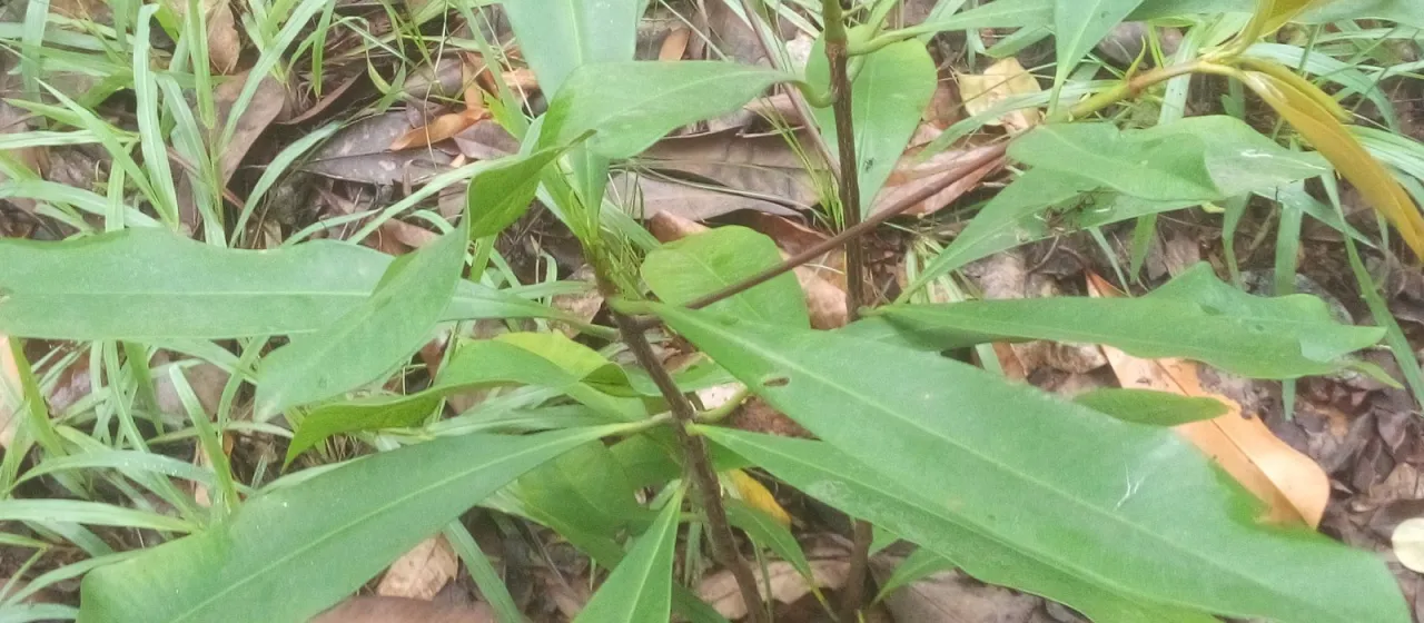 Pentadesma butyracea