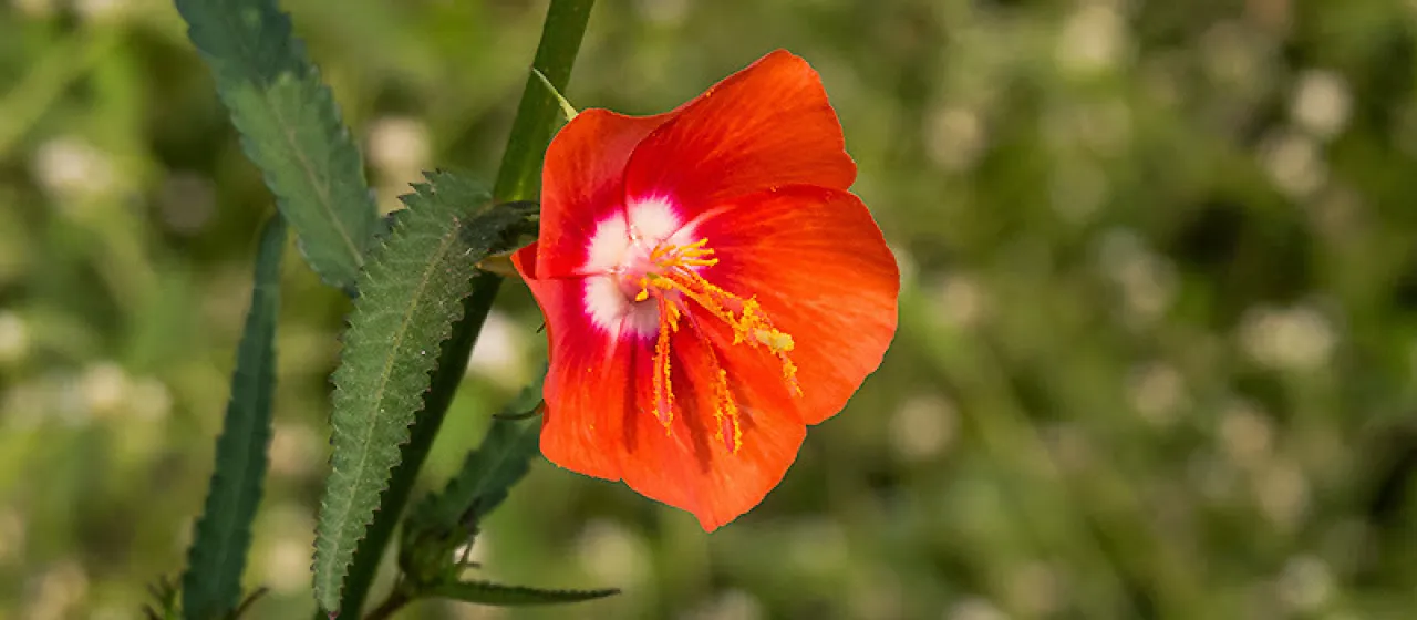 Pentapetes phoenicea