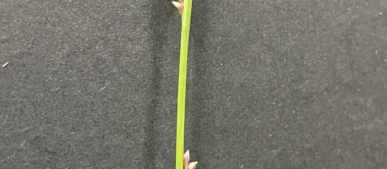Paspalidium caespitosum