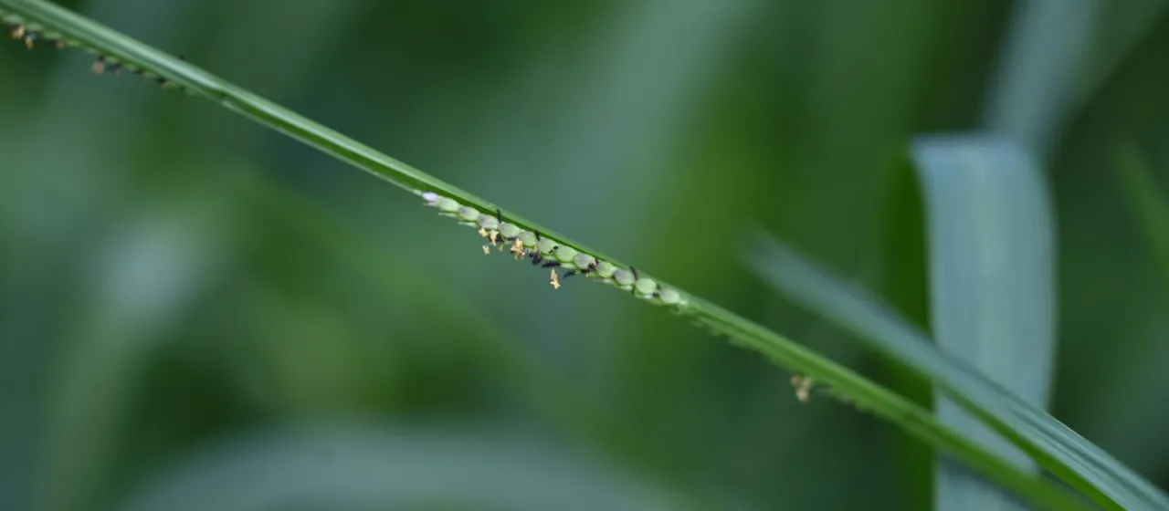 Paspalidium punctatum