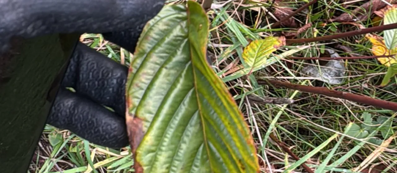 Cascara buckthorn