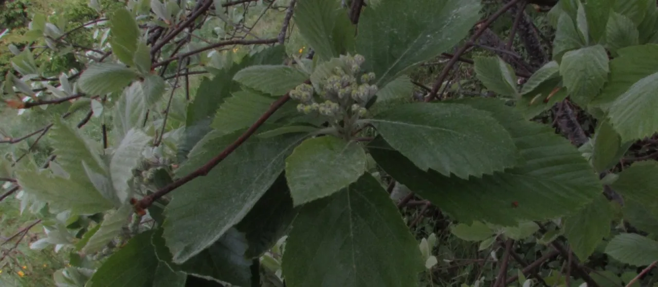 Bristol whitebeam