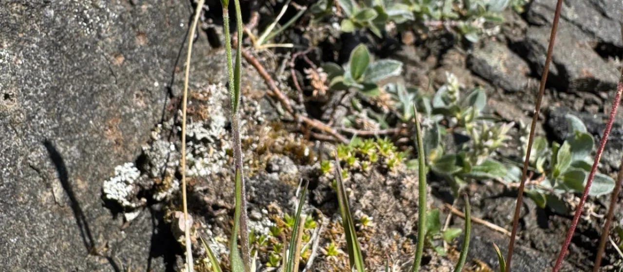 Prairie junegrass