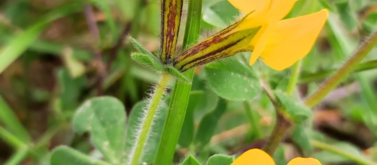 Lotus biflorus