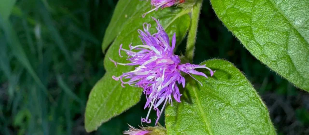Lepidaploa arborescens