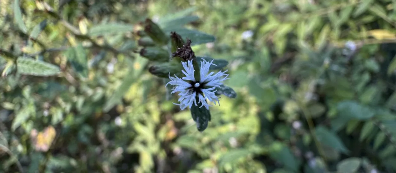 Lepidaploa sericea
