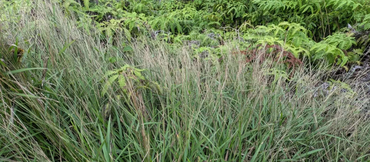 Paspalum pilosum