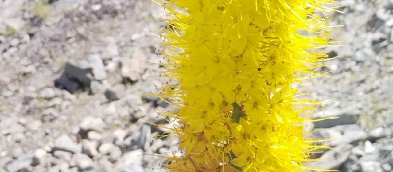 Narrow-leaved foxtail lily