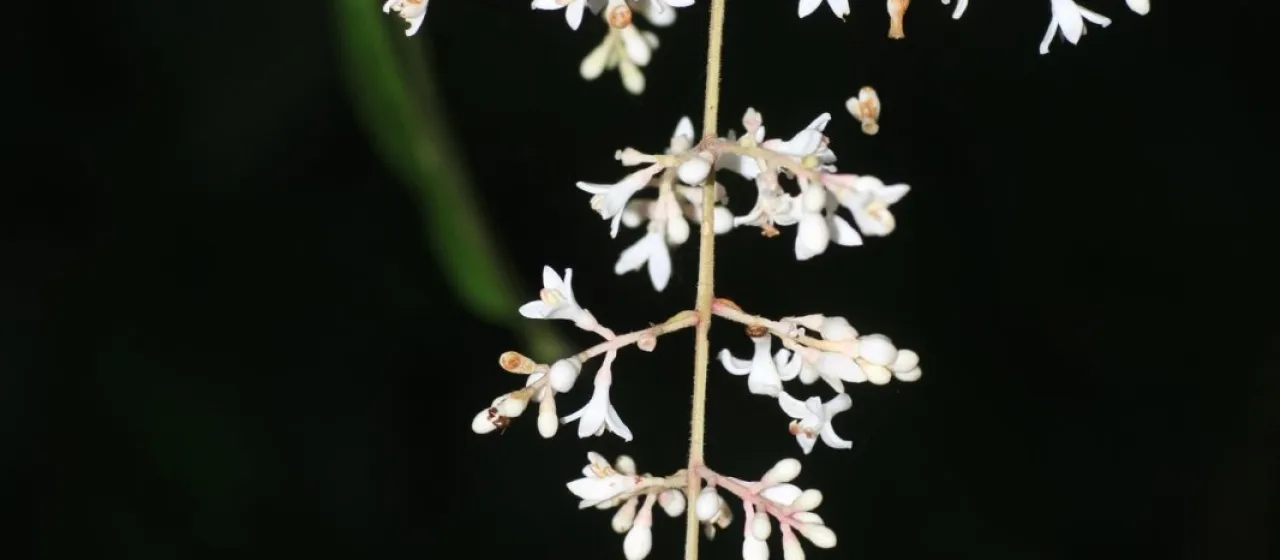 Ligustrum robustum