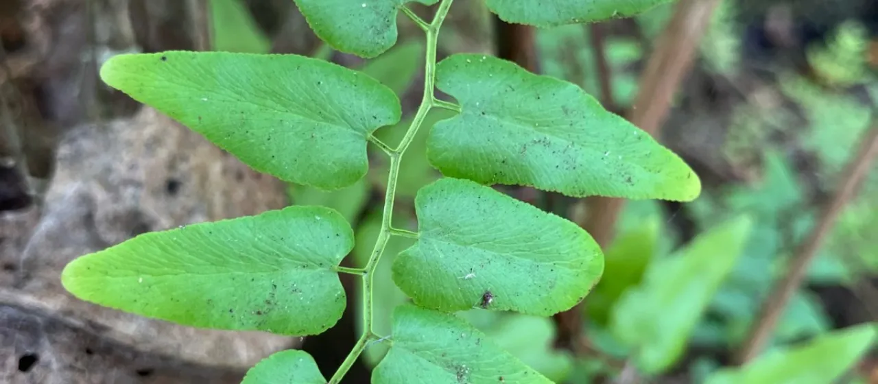 Old World climbing fern