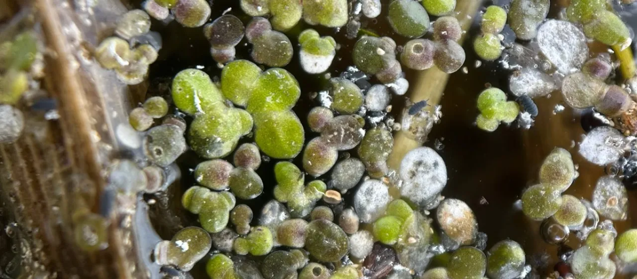 Duckweed (Lemna turionifera)
