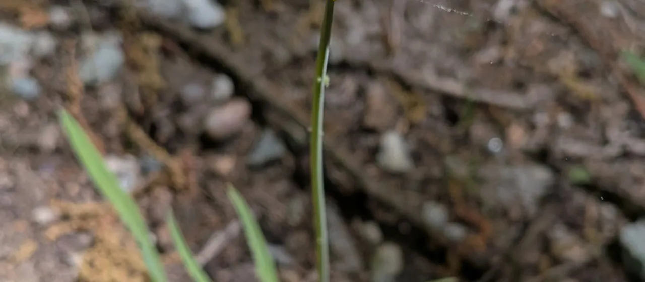 Potato dandelion