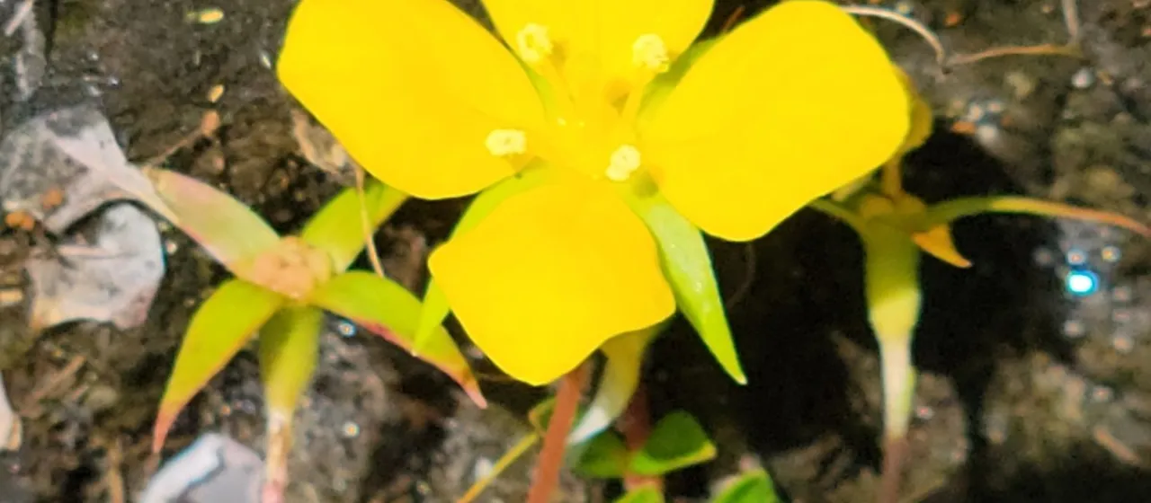 Ludwigia arcuata