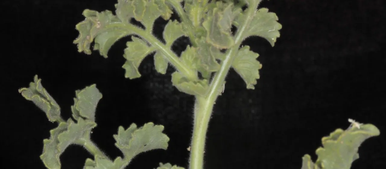 Lycopersicon pennellii