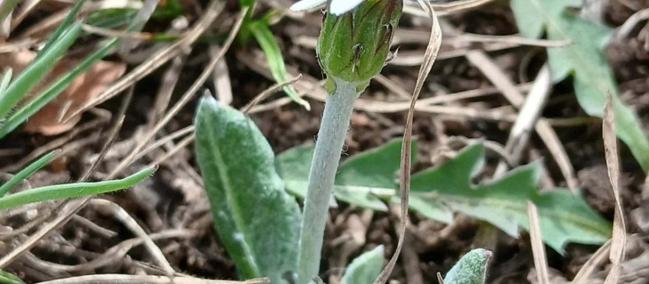 Leibnitzia anandria