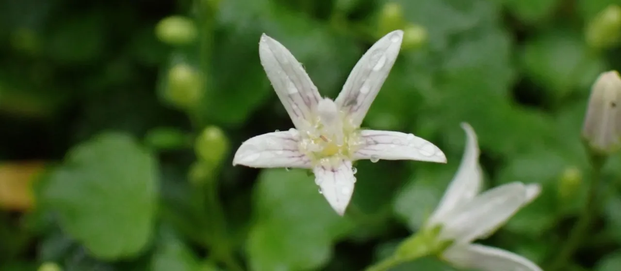Peracarpa carnosa