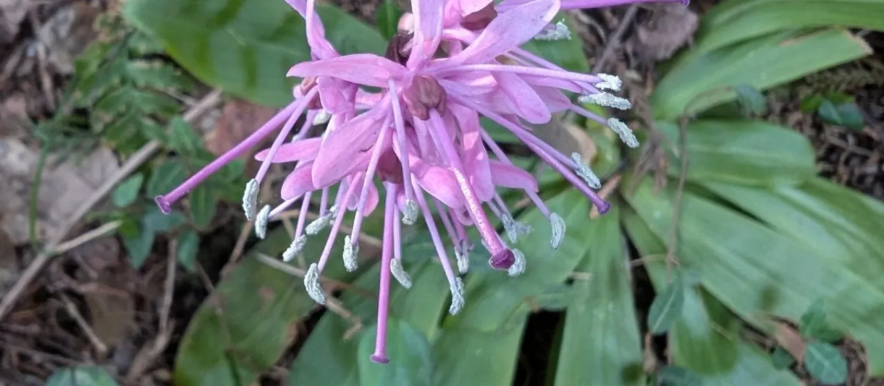 Heloniopsis
